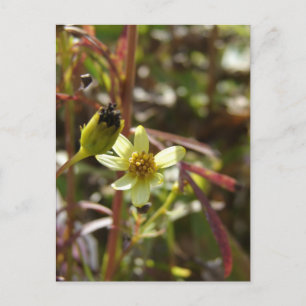 Pretty Little Yellow Flower Postcard