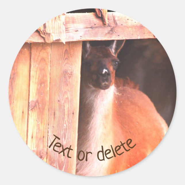 Pretty Llama Farm Animal Personalised Classic Round Sticker (Front)