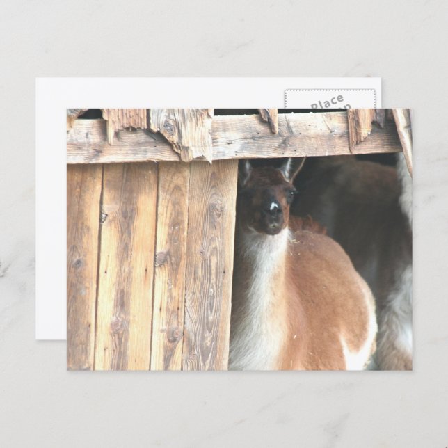 Pretty Llama Farm Animal Personalized Postcard (Front/Back)
