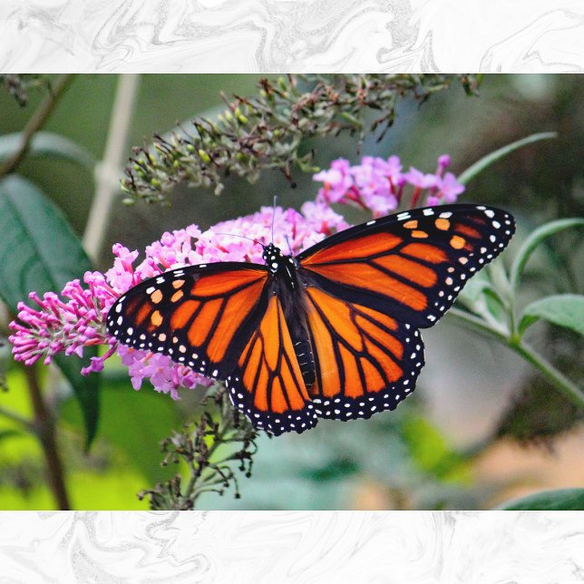 Pretty Monarch Butterfly Photo Postcard (Creator Uploaded)