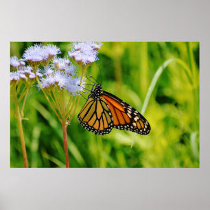 Pretty Monarch Butterfly Photography Art Flower Poster