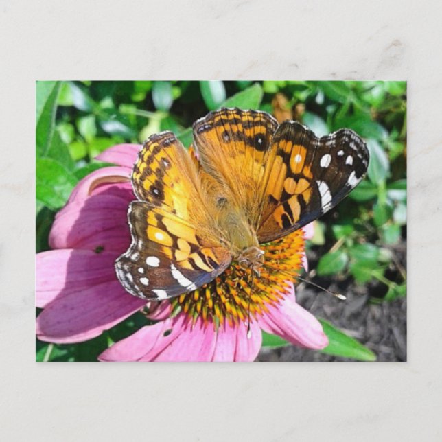 Pretty Monarch Butterfly  Postcard (Front)