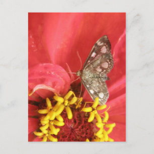 Pretty Moth on Red Flower Postcard