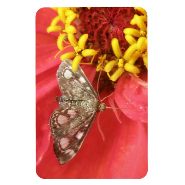 Pretty Moth on Red Flower Premium Magnet (Vertical)