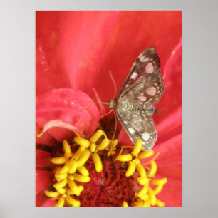 Pretty Moth on Red Flower Print