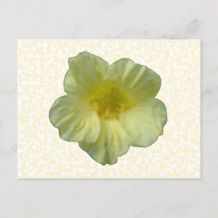 Pretty Nasturtium Flower Postcard
