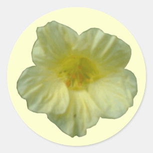 Pretty Nasturtium Flower Sticker