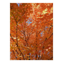 Pretty Orange Fall Leaves Poster