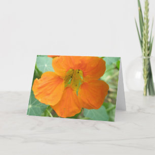 Pretty Orange Nasturtium Flower Greeting Card