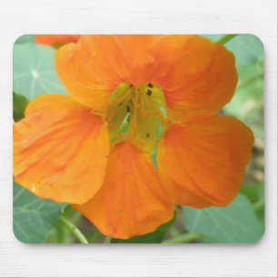 Pretty Orange Nasturtium Flower Mousepad
