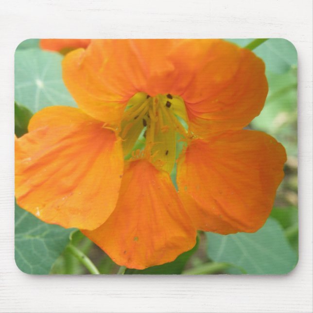 Pretty Orange Nasturtium Flower Mousepad (Front)