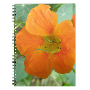 Pretty Orange Nasturtium Flower Notebook