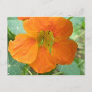 Pretty Orange Nasturtium Flower Postcard