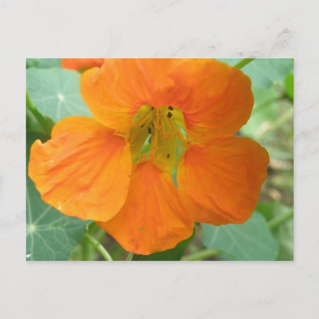 Pretty Orange Nasturtium Flower Postcard (Front)