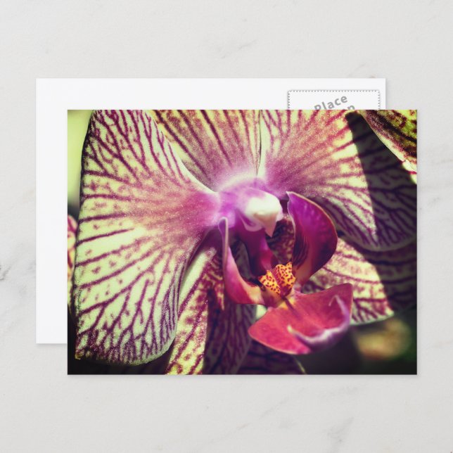 Pretty Orchid Flower Personalised Postcard (Front/Back)
