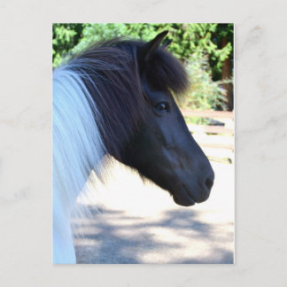 Pretty Paint Icelandic Horse Postcard