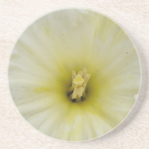 Pretty Pale Daffodil Coasters
