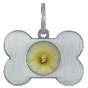 Pretty Pale Daffodil Pet Tag