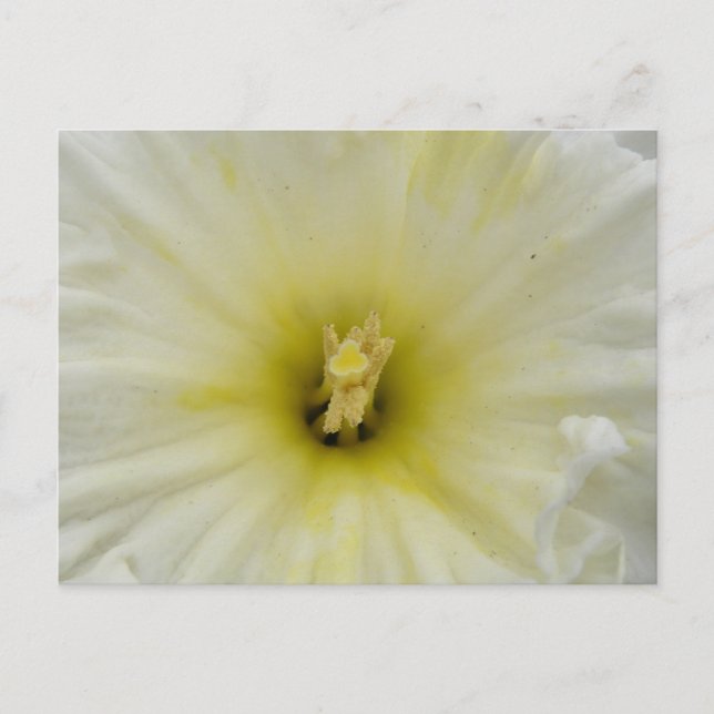 Pretty Pale Daffodil Postcard (Front)