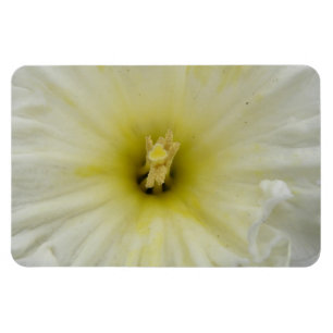 Pretty Pale Daffodil Premium Magnet