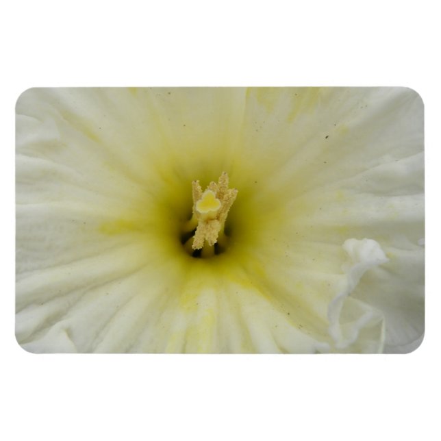Pretty Pale Daffodil Premium Magnet (Horizontal)