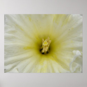 Pretty Pale Daffodil Print
