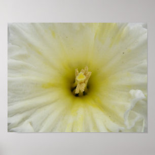 Pretty Pale Daffodil Print