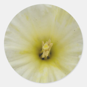 Pretty Pale Daffodil Sticker