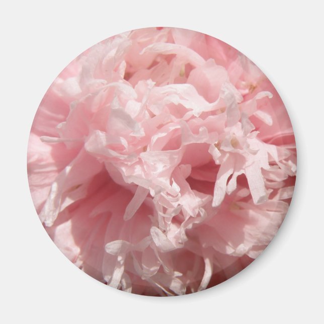 Pretty Pale Pink Poppy Magnet (Front)