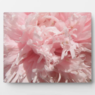 Pretty Pale Pink Poppy Plaque