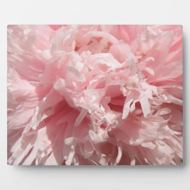 Pretty Pale Pink Poppy Plaque (Front)