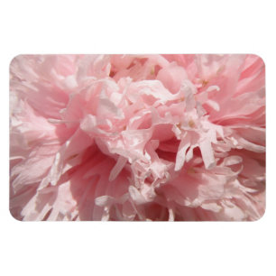 Pretty Pale Pink Poppy Premium Magnet