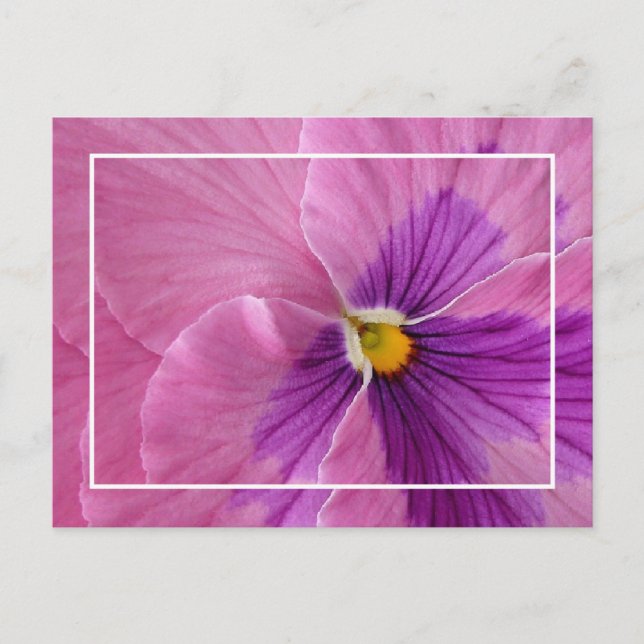 Pretty Pansie Postcard (Front)