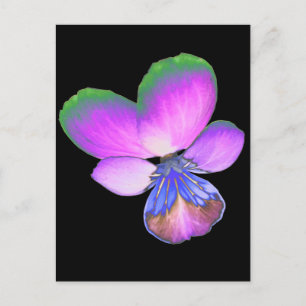 Pretty Pansy Postcard