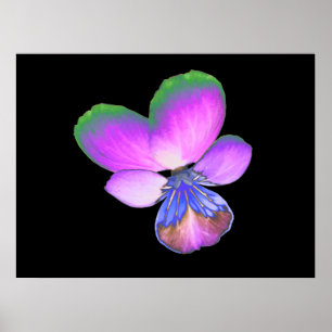 Pretty Pansy Print