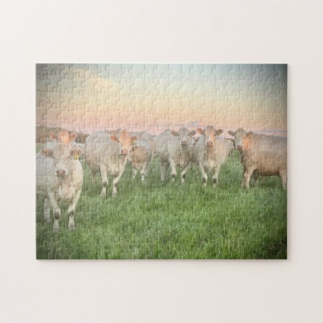 Pretty Pastel Charolais Cattle in Pasture Jigsaw Puzzle (Horizontal)