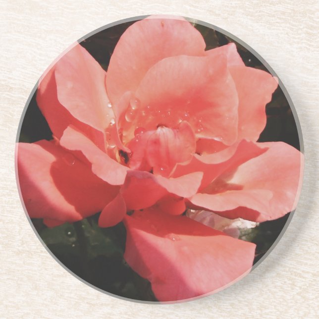 Pretty Peach Pink Rose floral Coaster (Front)