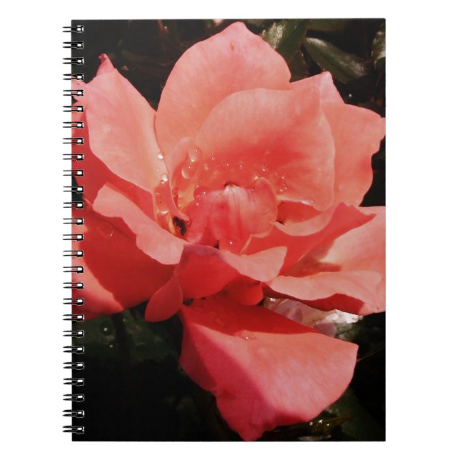 Pretty Peach Pink Rose floral Notebook (Front)