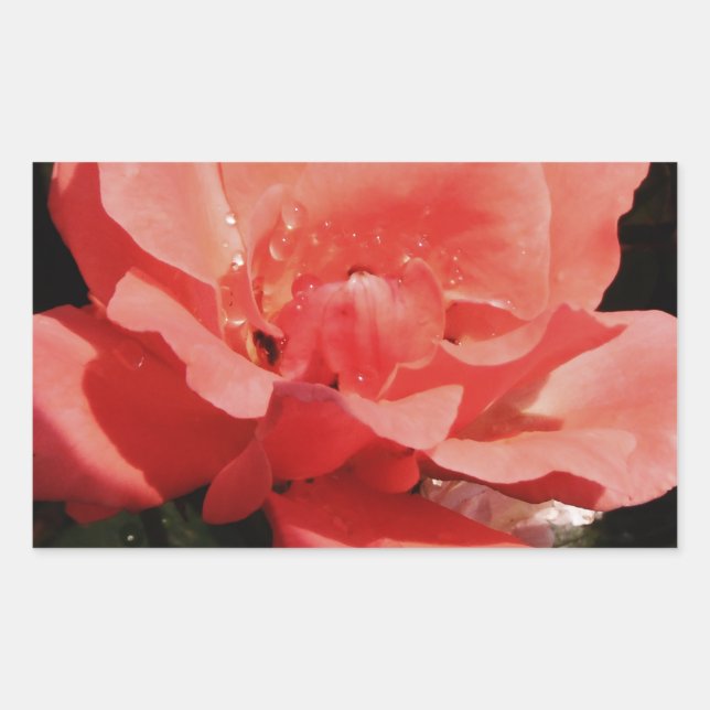 Pretty Peach Pink Rose floral Rectangular Sticker (Front)