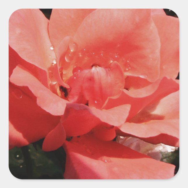 Pretty Peach Pink Rose floral Square Sticker (Front)