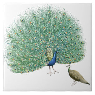 Pretty Peacock Ceramic Tile