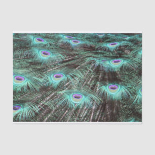 Pretty Peacock Feathers Photo Tissue Paper