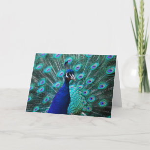 Pretty Peacock Greeting Card