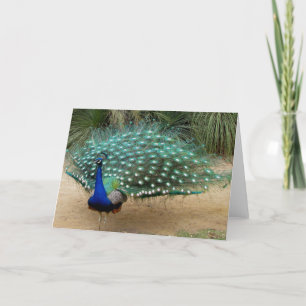 Pretty Peacock Greeting Card