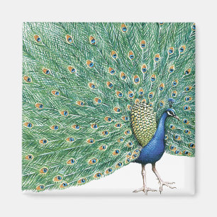 Pretty Peacock Magnet