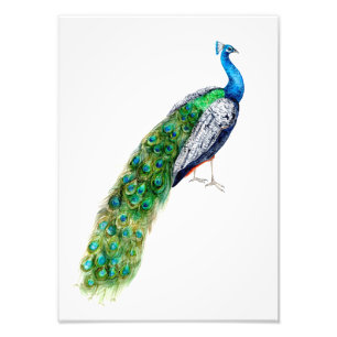 Pretty Peacock Photo Print