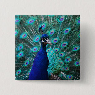 Pretty Peacock Pin