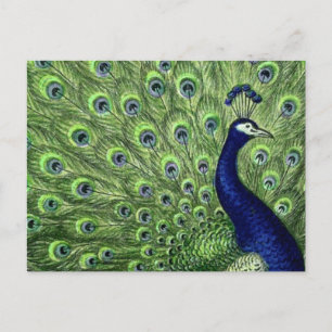 Pretty Peacock Postcard
