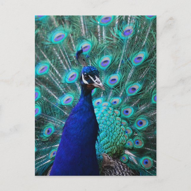 Pretty Peacock Postcard (Front)
