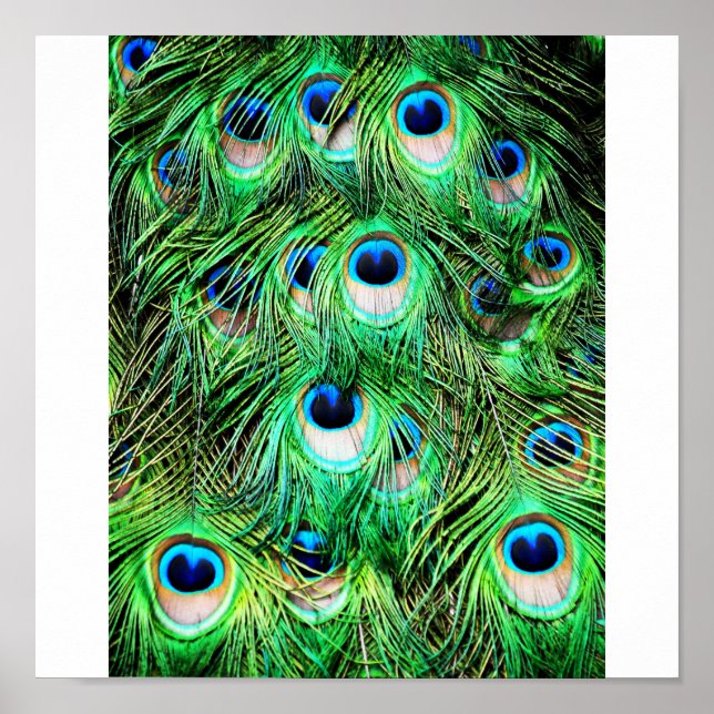 Pretty Peacock Poster (Front)